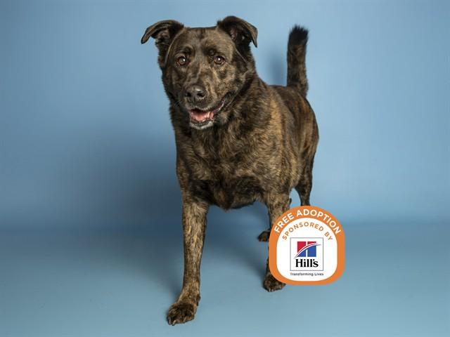 GRIZZ, Adoptable, Adult Male Labrador Retriever & Mixed Breed.