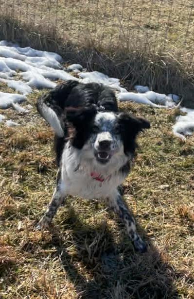 Enlarge Luke, a ADOPTABLE Border Collie in Seymour, IN image 2/4