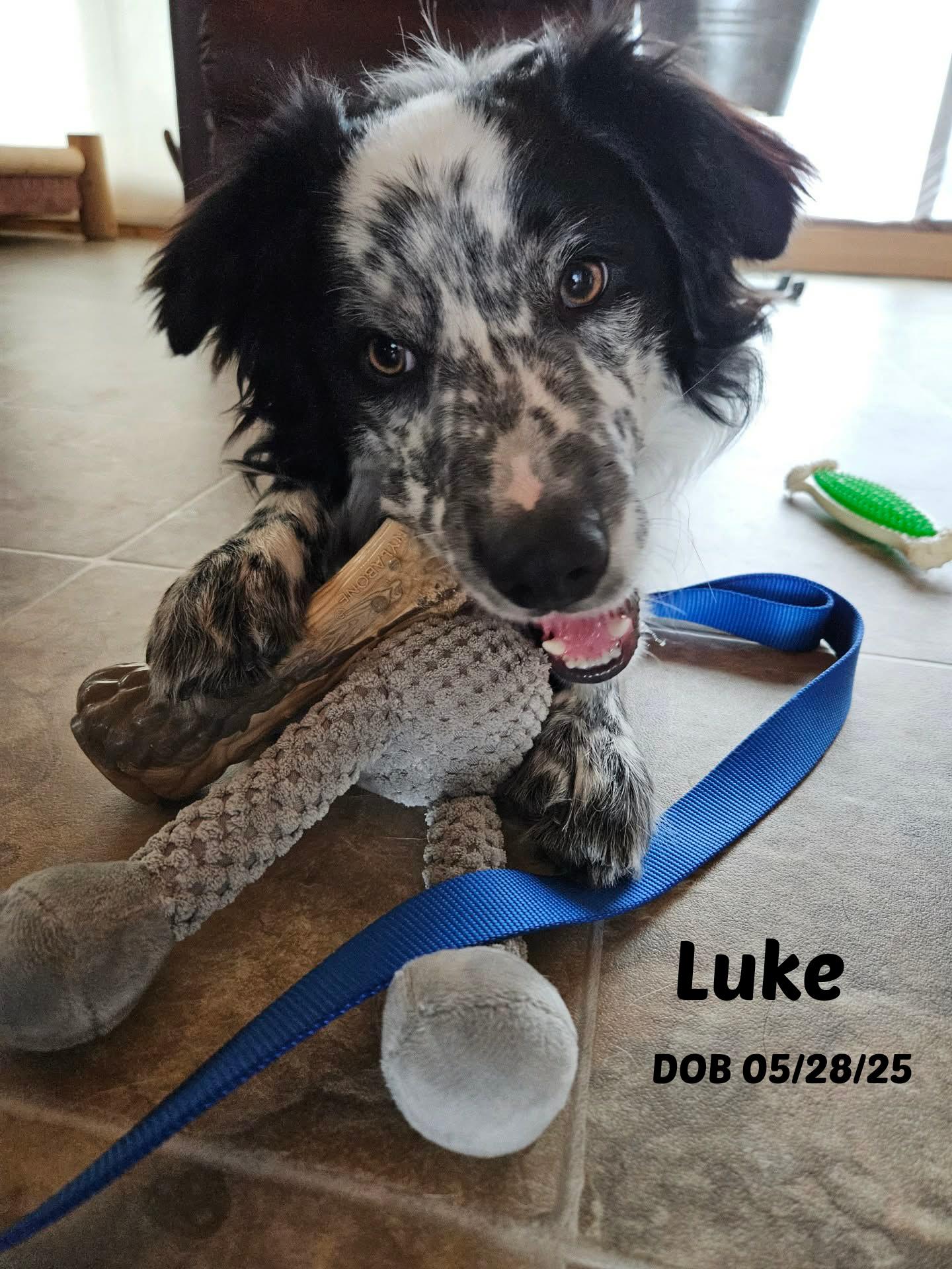 Luke, ADOPTABLE, Puppy Male Border Collie.