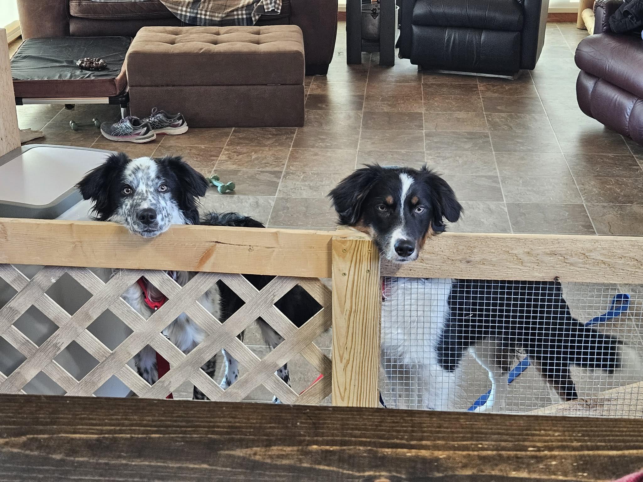 Enlarge Luke, a ADOPTABLE Border Collie in Seymour, IN image 3/4