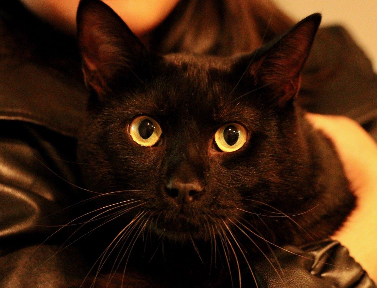 Ollie photo 1