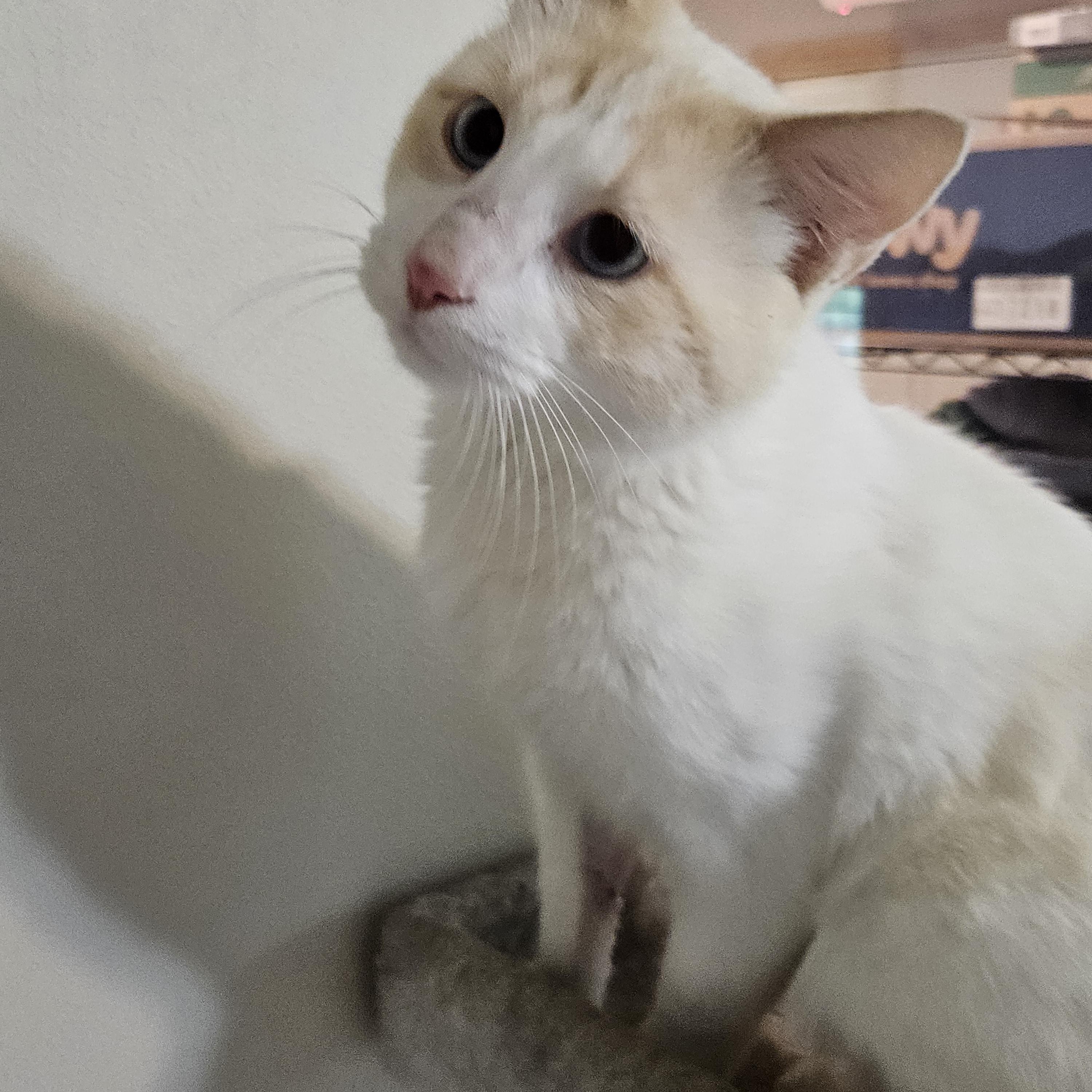 Enlarge Fritz, a Adopted mixed breed in Sioux City, IA image 2/5