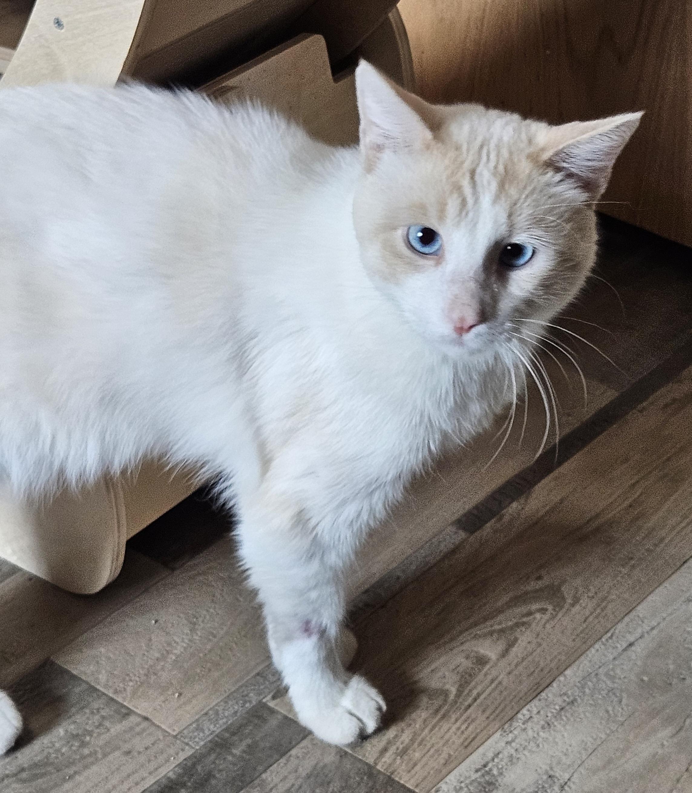 Enlarge Fritz, a Adopted mixed breed in Sioux City, IA image 3/5