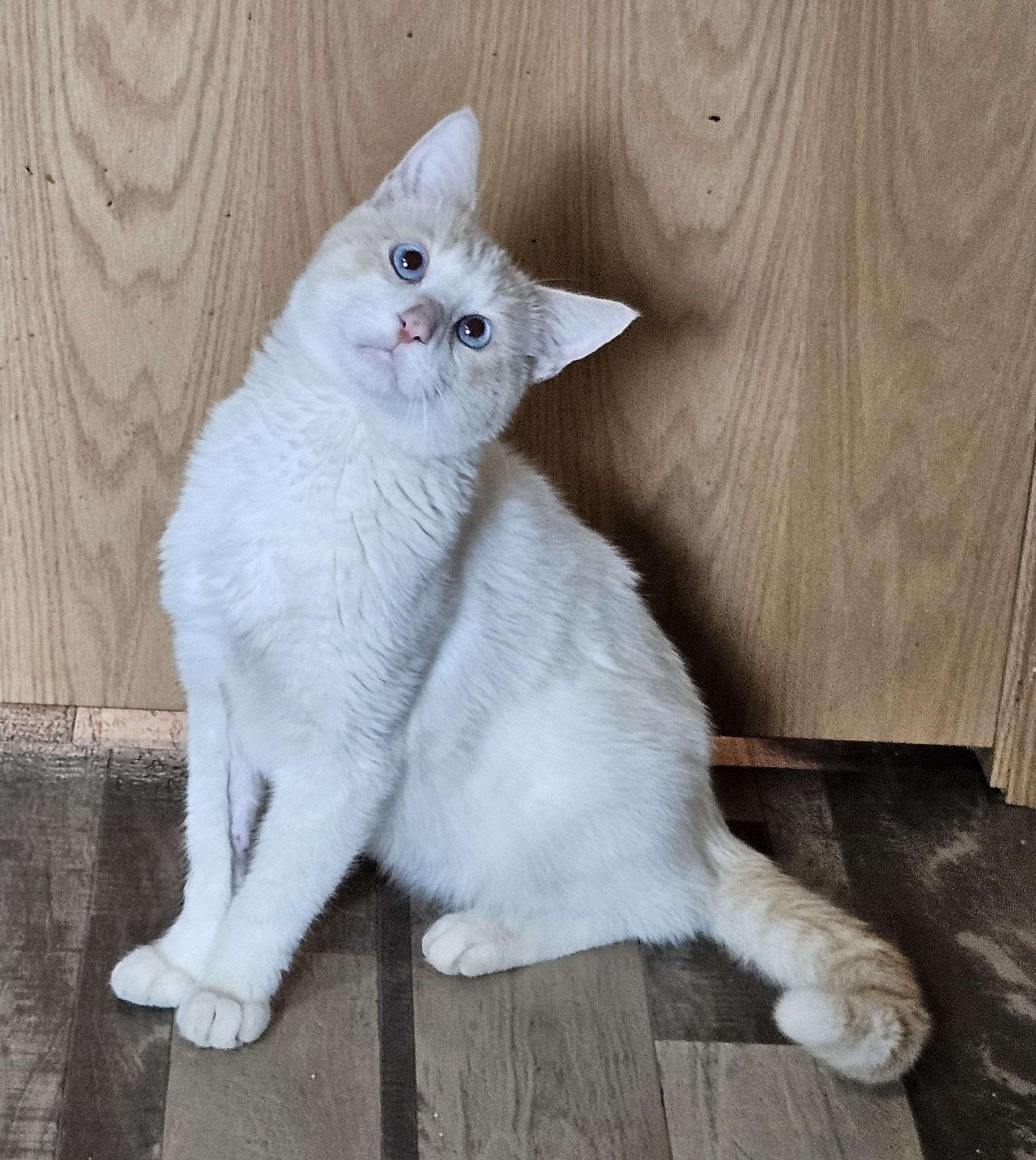 Enlarge Fritz, a Adopted mixed breed in Sioux City, IA image 4/5