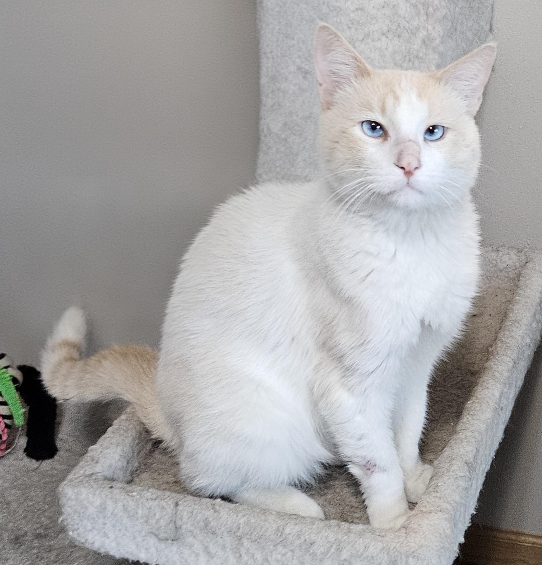 Fritz, Adopted, Adult Male Domestic Short Hair & Siamese.