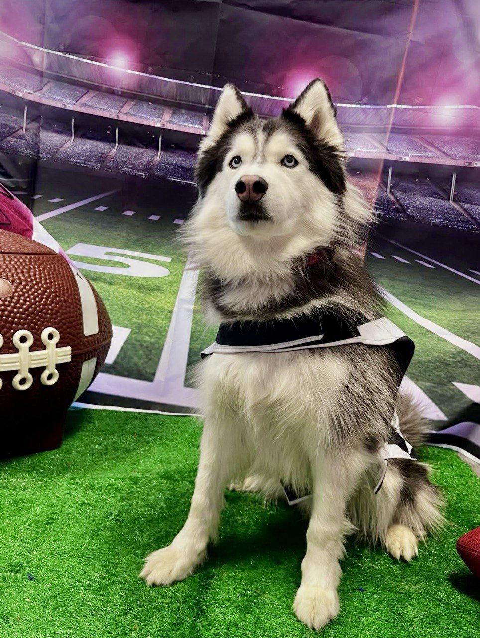 Enlarge Loki, a Adoptable Siberian Husky in Carrollton, TX image 1/3