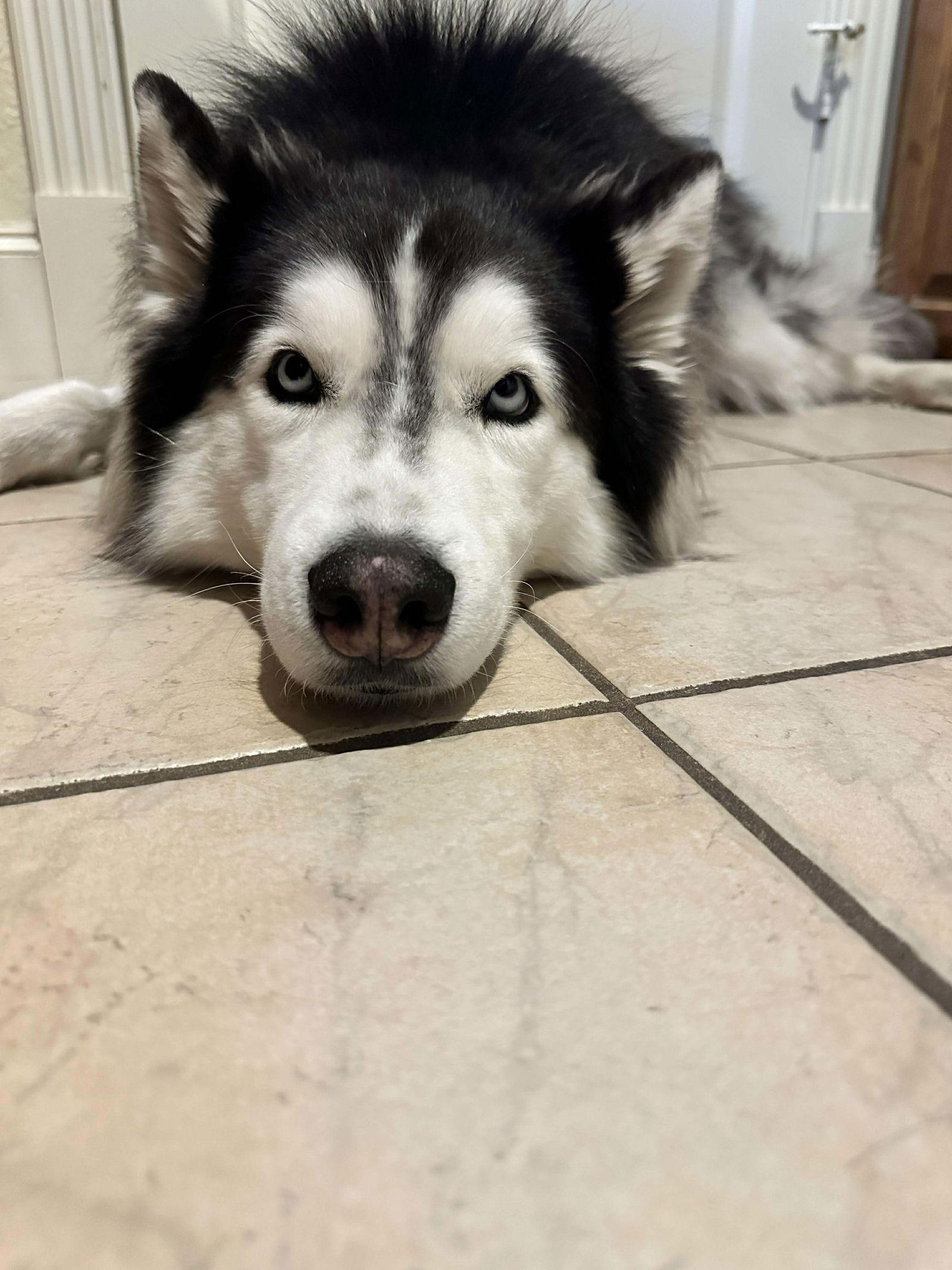 Loki, Adoptable, Adult Male Siberian Husky.