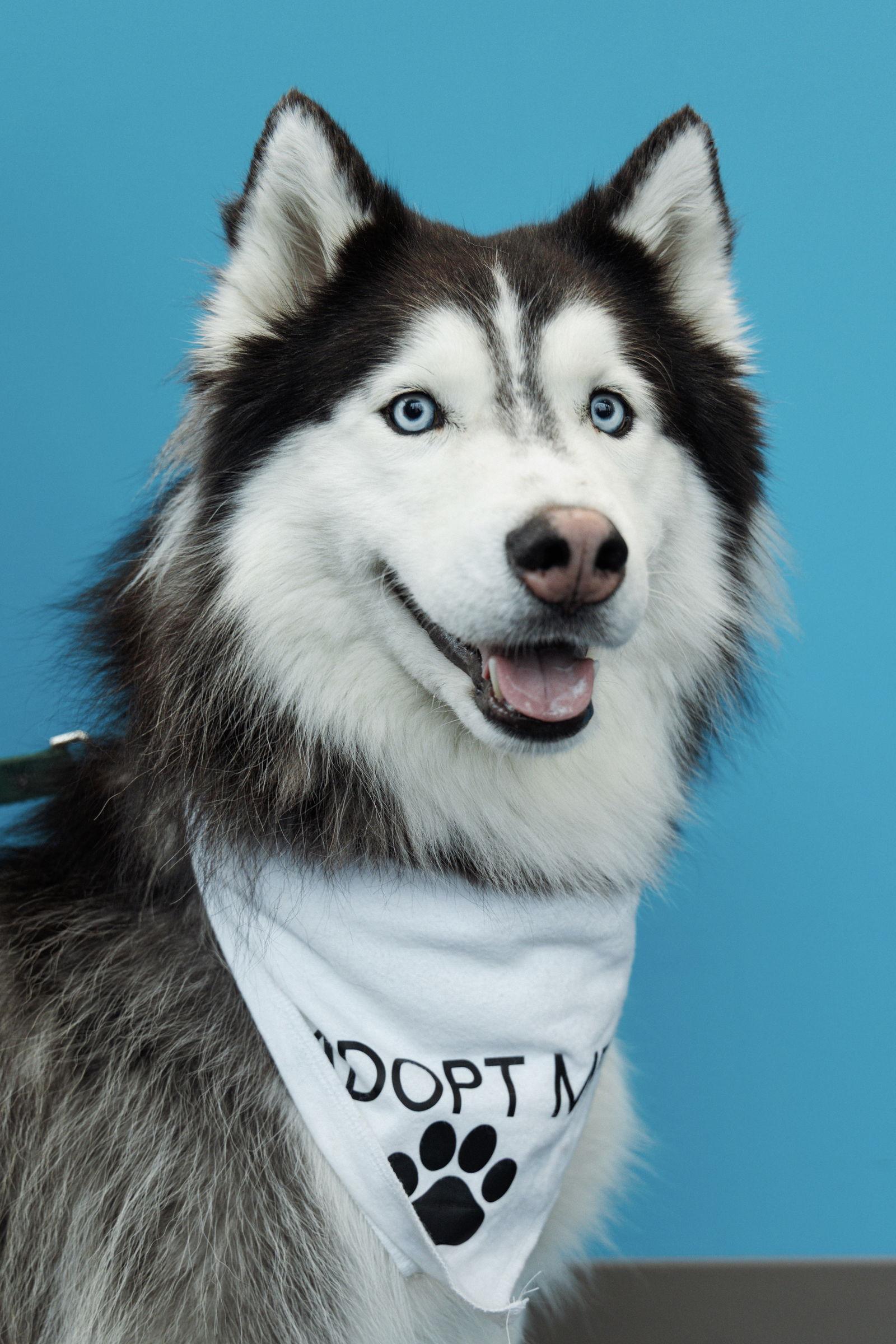 Enlarge Loki, a Adoptable Siberian Husky in Carrollton, TX image 2/3
