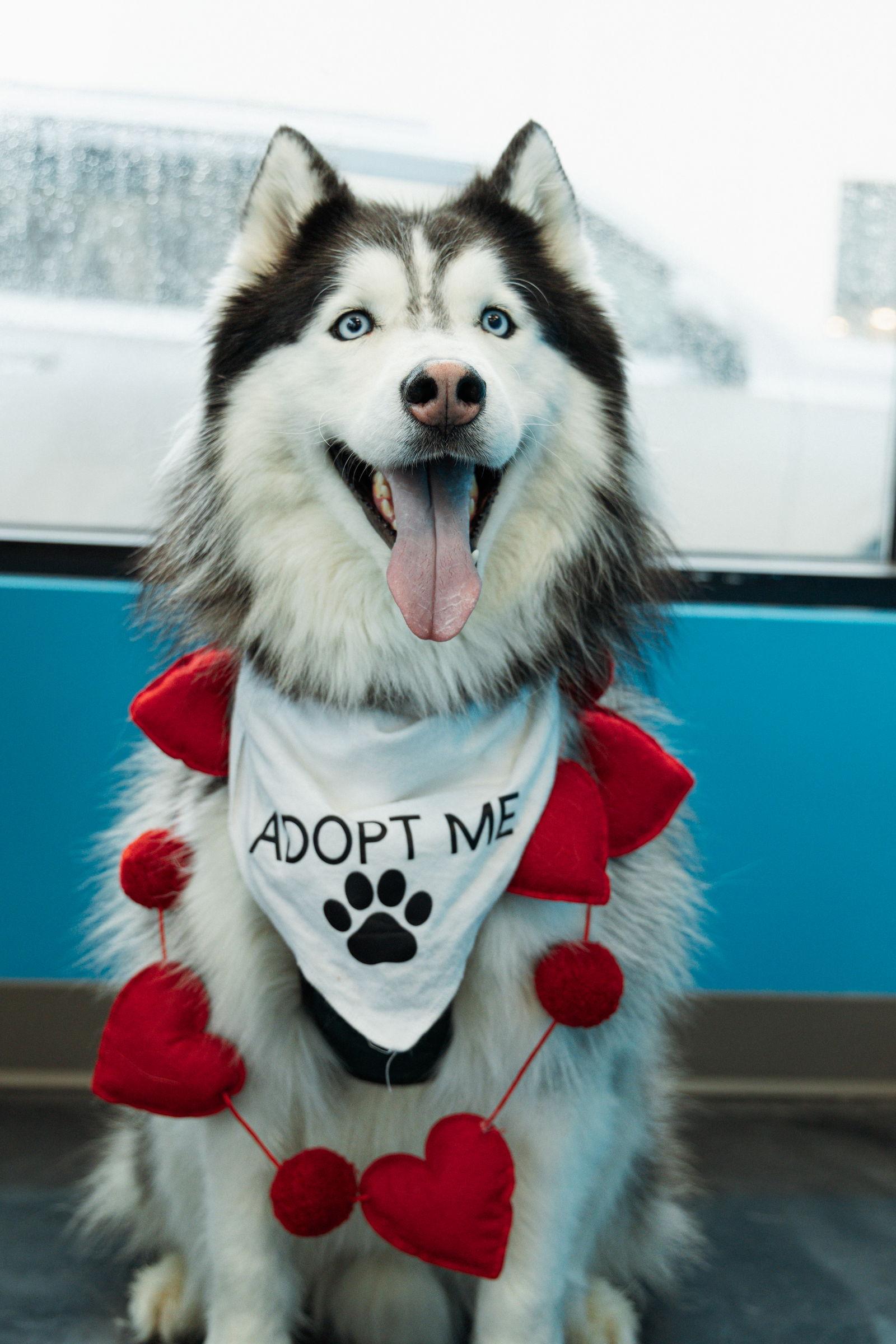 Enlarge Loki, a Adoptable Siberian Husky in Carrollton, TX image 3/3