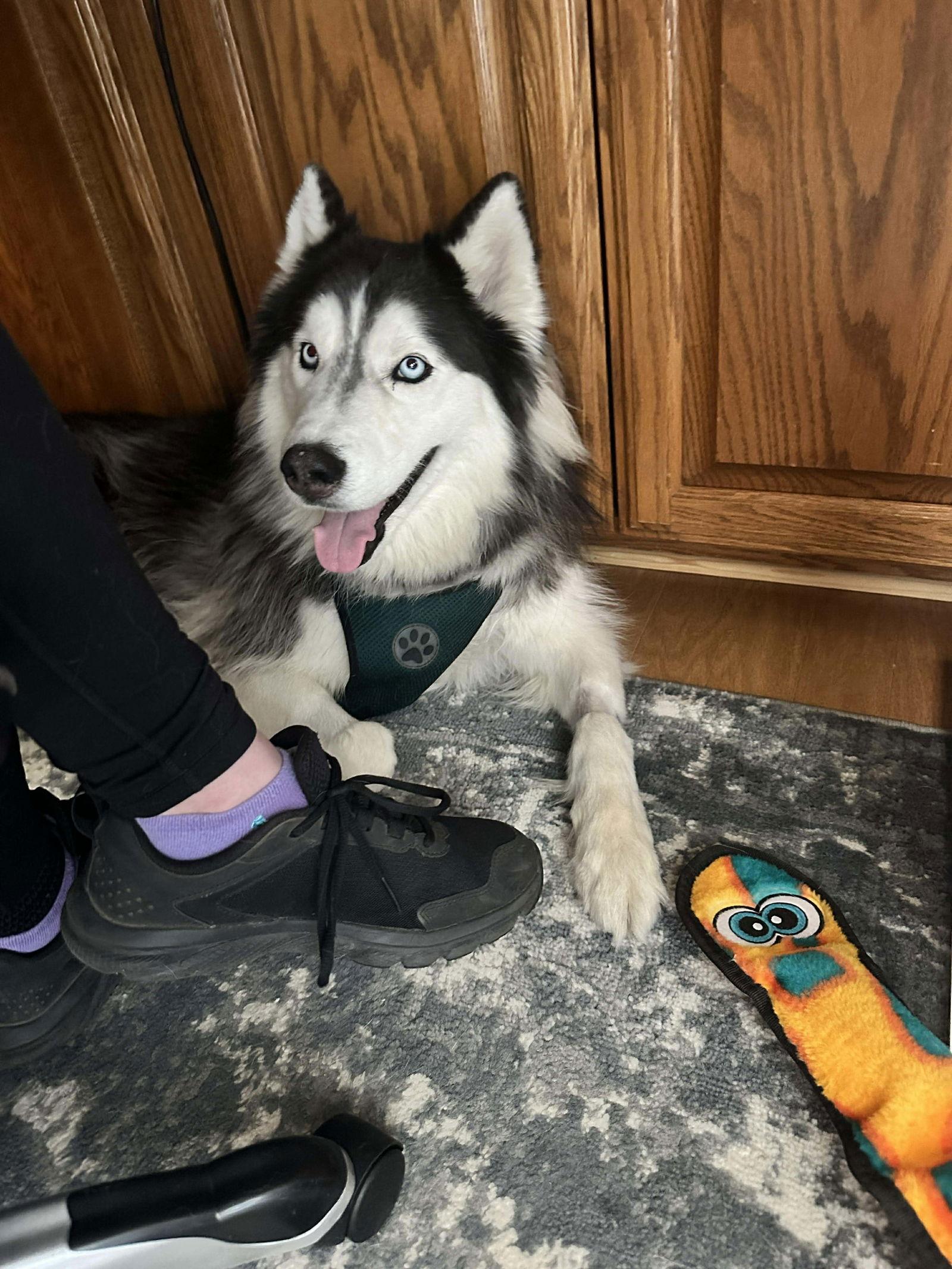 Enlarge Loki, a Adoptable Siberian Husky in Carrollton, TX image 3/3