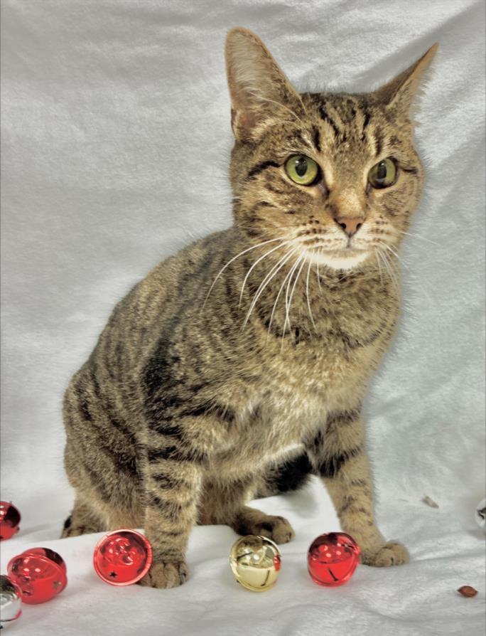 Enlarge QUASAR, a Adoptable Domestic Short Hair in Hagerstown, MD image 1/1