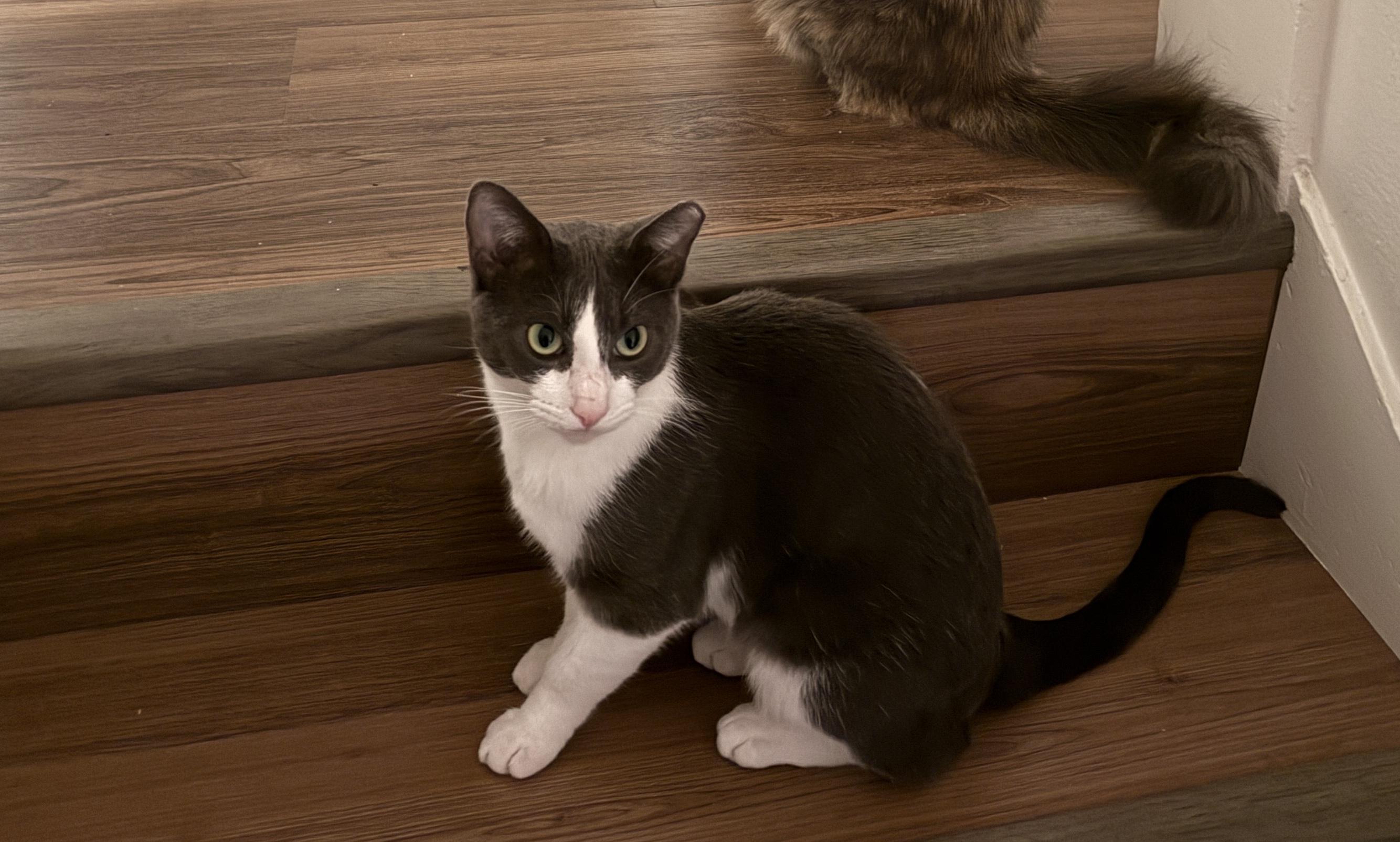 Enlarge Elle, an adopted mixed breed in Stanford, CA image 1/5