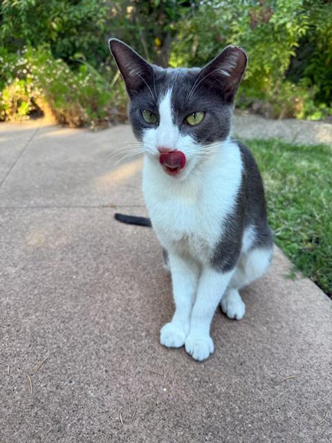 Enlarge Elle, an adopted mixed breed in Stanford, CA image 2/5