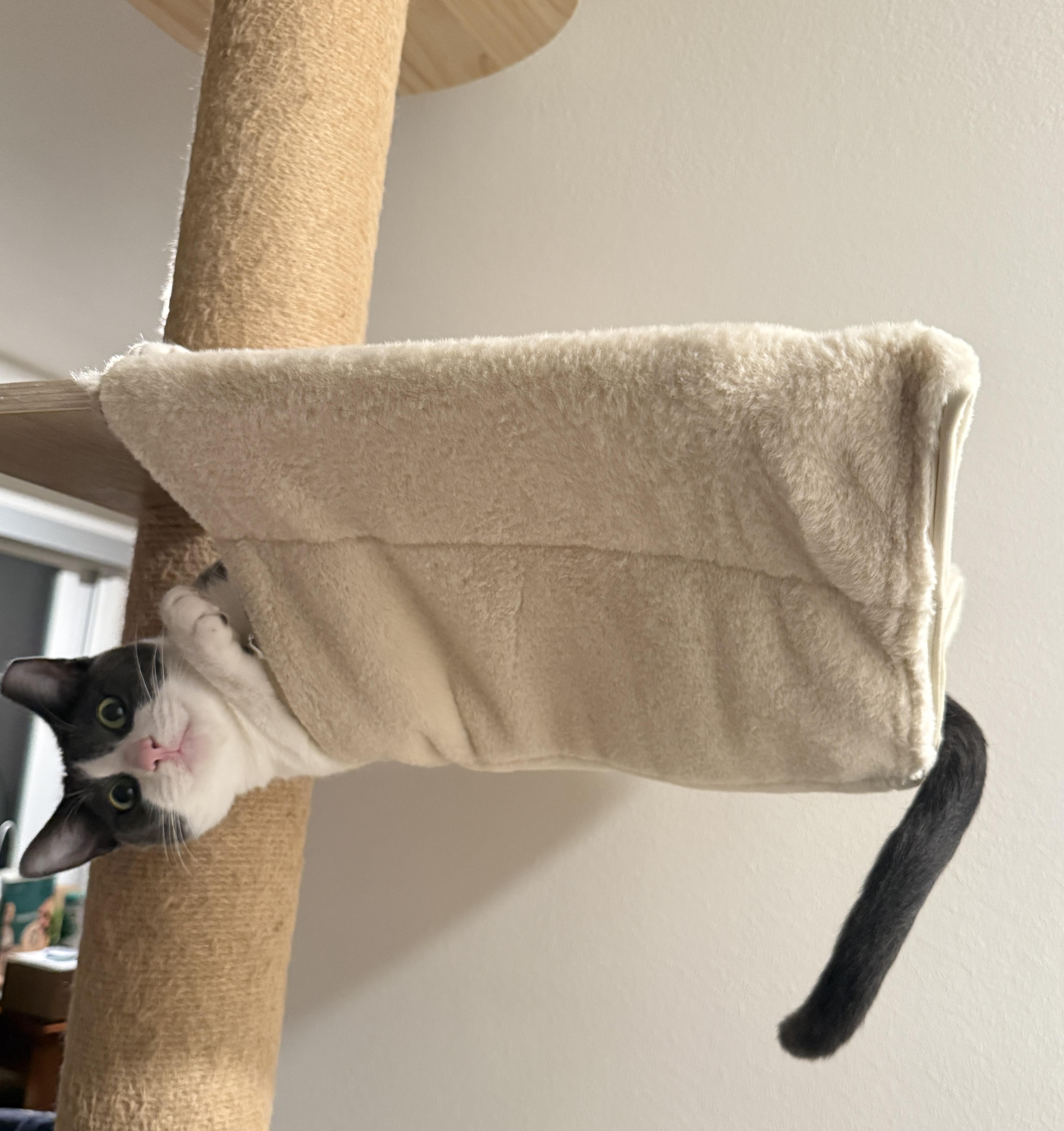 Enlarge Elle, an adopted mixed breed in Stanford, CA image 3/5