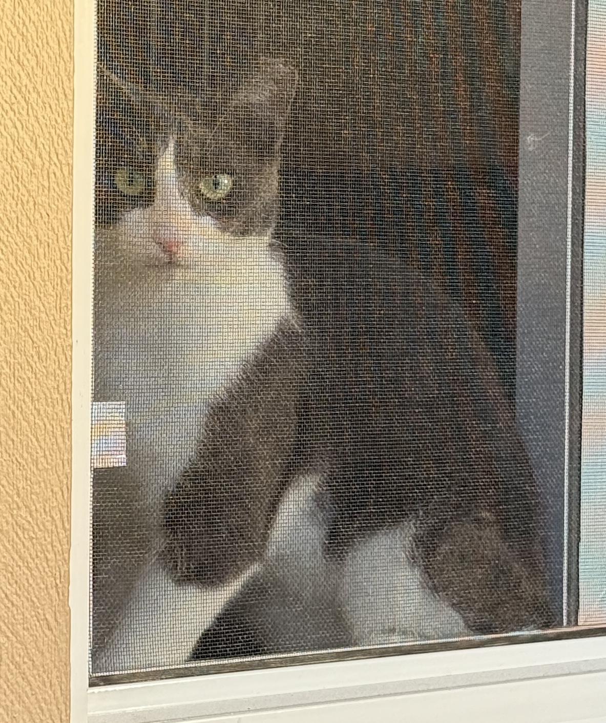 Enlarge Elle, an adopted mixed breed in Stanford, CA image 4/5