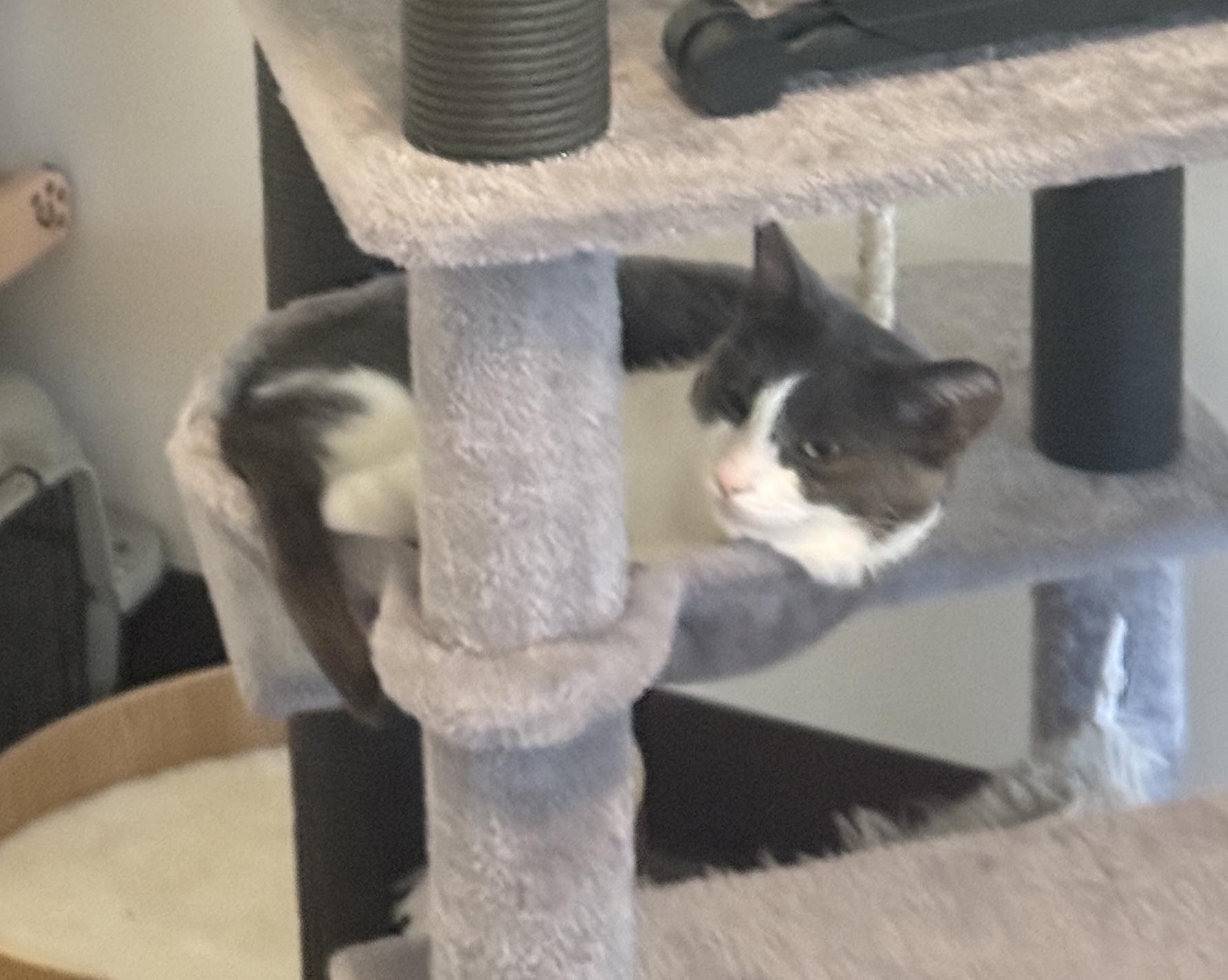 Enlarge Elle, an adopted mixed breed in Stanford, CA image 5/5