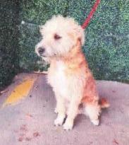 Rockstar, Adoptable, Young Male Wirehaired Terrier & Cairn Terrier.