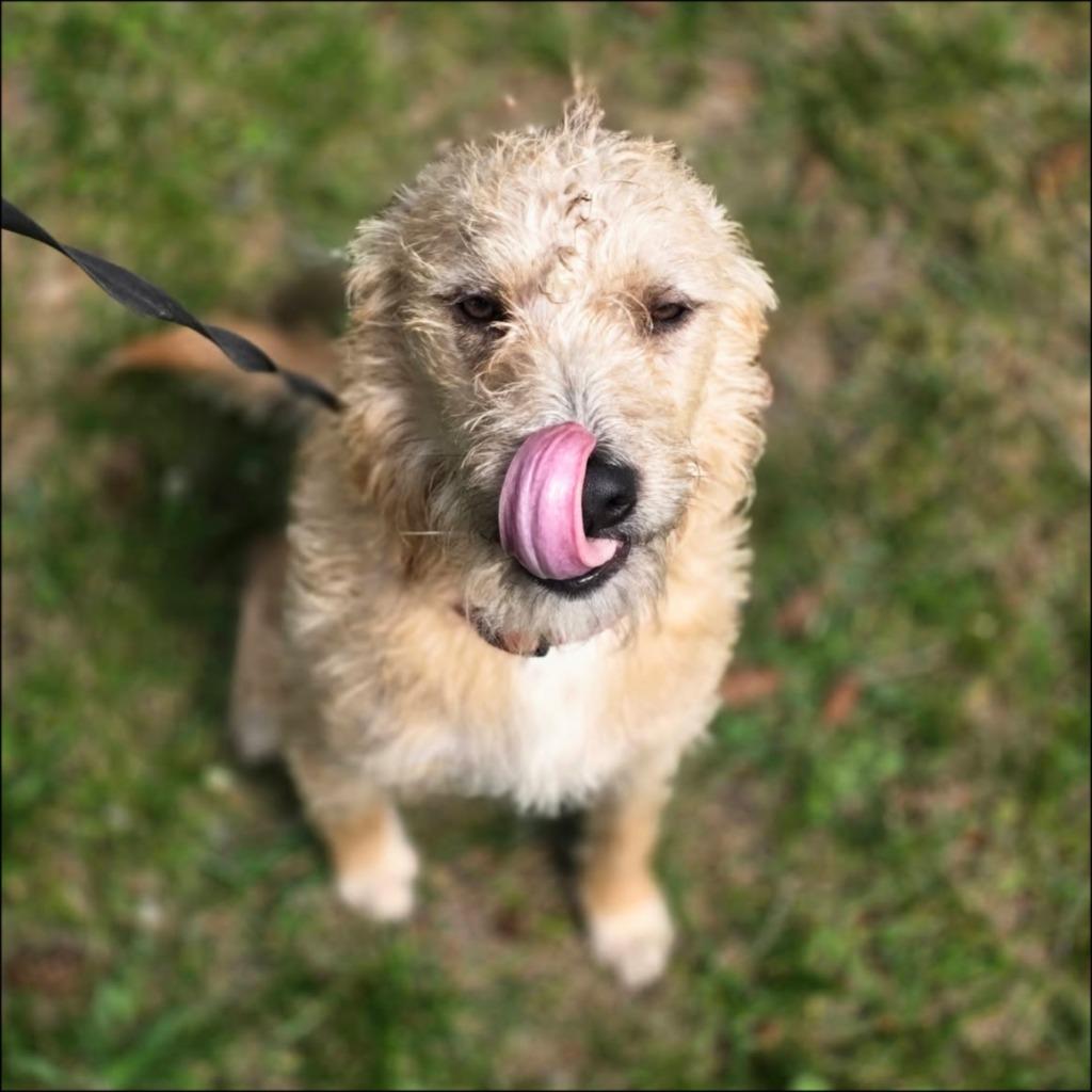 Rockstar, a Adoptable mixed breed in Thompson Falls, MT image 2/3