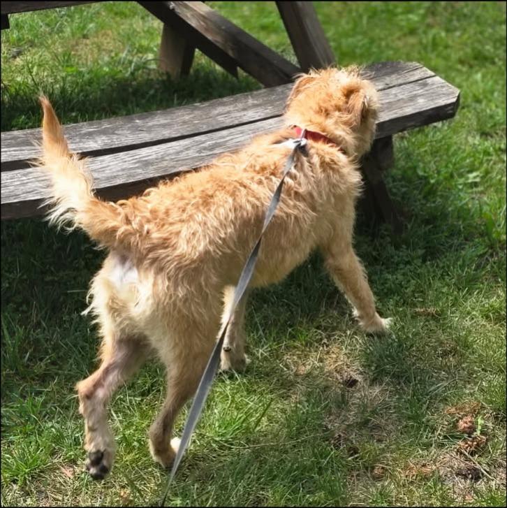 Rockstar, a Adoptable mixed breed in Thompson Falls, MT image 3/3
