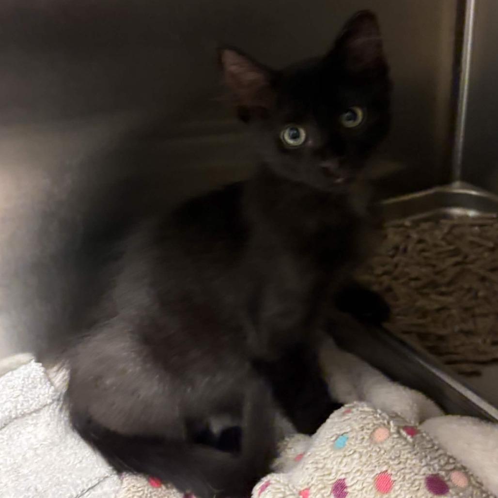 Tot, Adoptable, Kitten Male Domestic Short Hair.