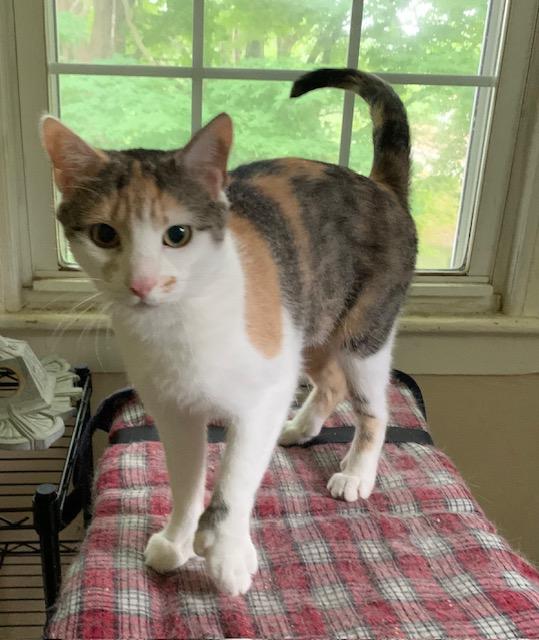 Enlarge Polly, a Adoptable Dilute Calico in Naugatuck, CT image 1/1