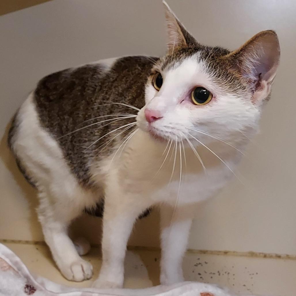 Tang, Adoptable, Young Female Domestic Short Hair.