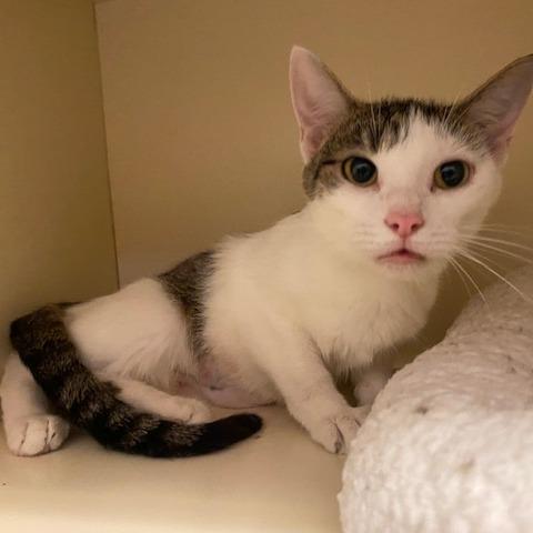 Enlarge Tang, a Adoptable Domestic Short Hair in Dayton, OH image 2/5