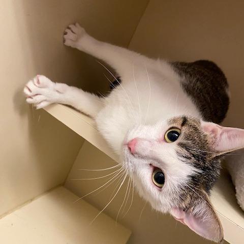 Enlarge Tang, a Adoptable Domestic Short Hair in Dayton, OH image 3/5