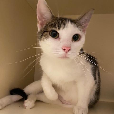 Enlarge Tang, a Adoptable Domestic Short Hair in Dayton, OH image 4/5