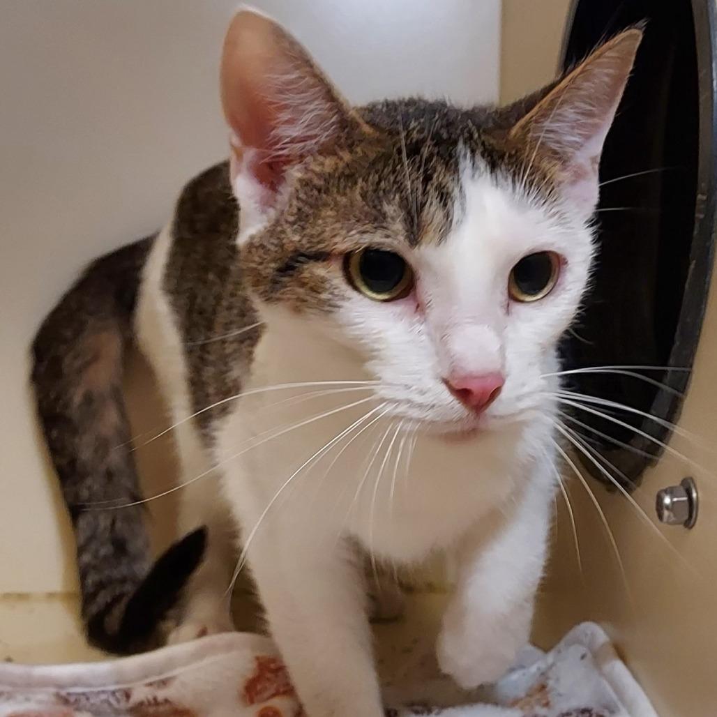 Enlarge Tang, a Adoptable Domestic Short Hair in Dayton, OH image 5/5