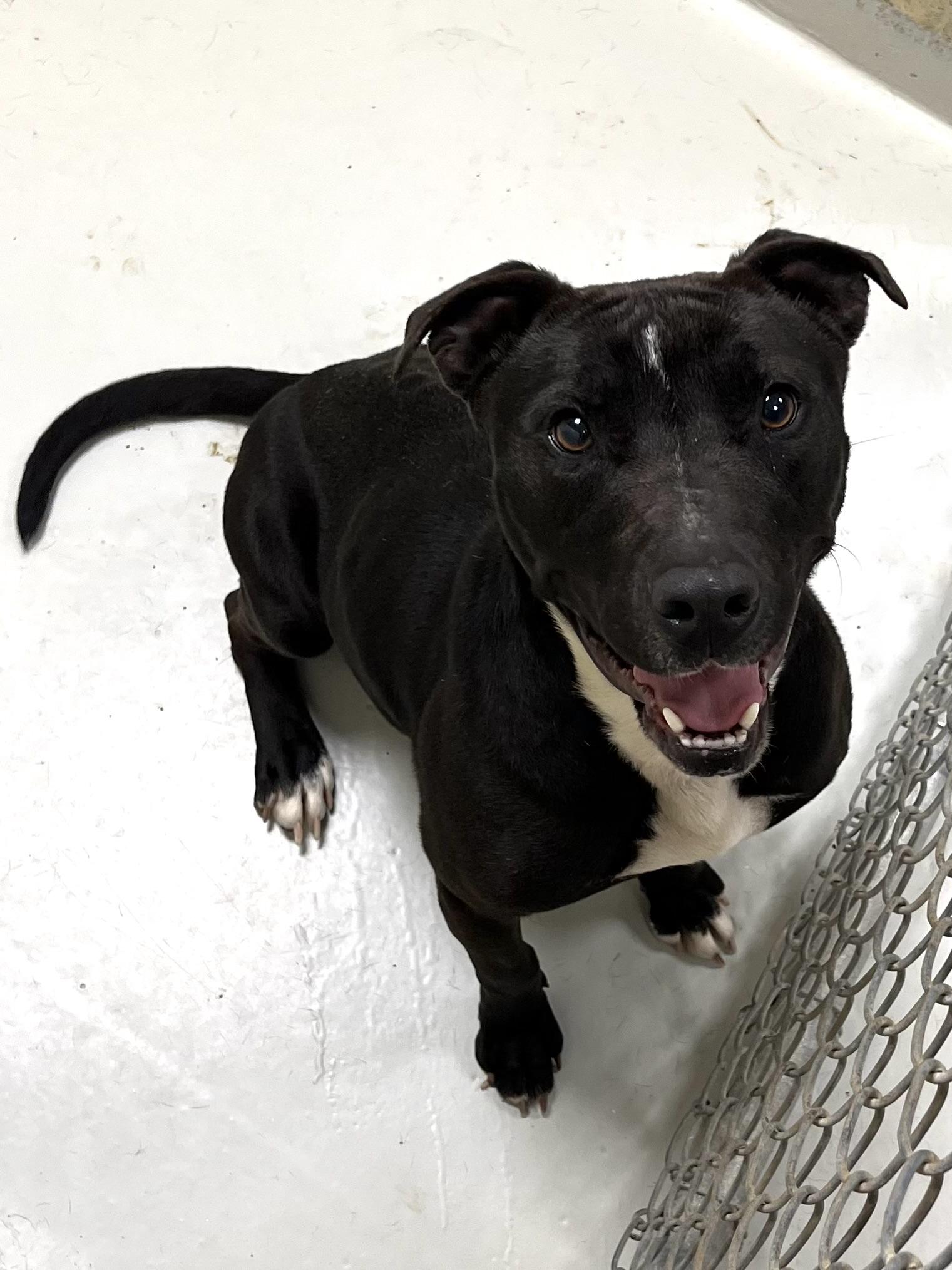 Enlarge Maryanne, a Adoptable mixed breed in Heathsville, VA image 3/4