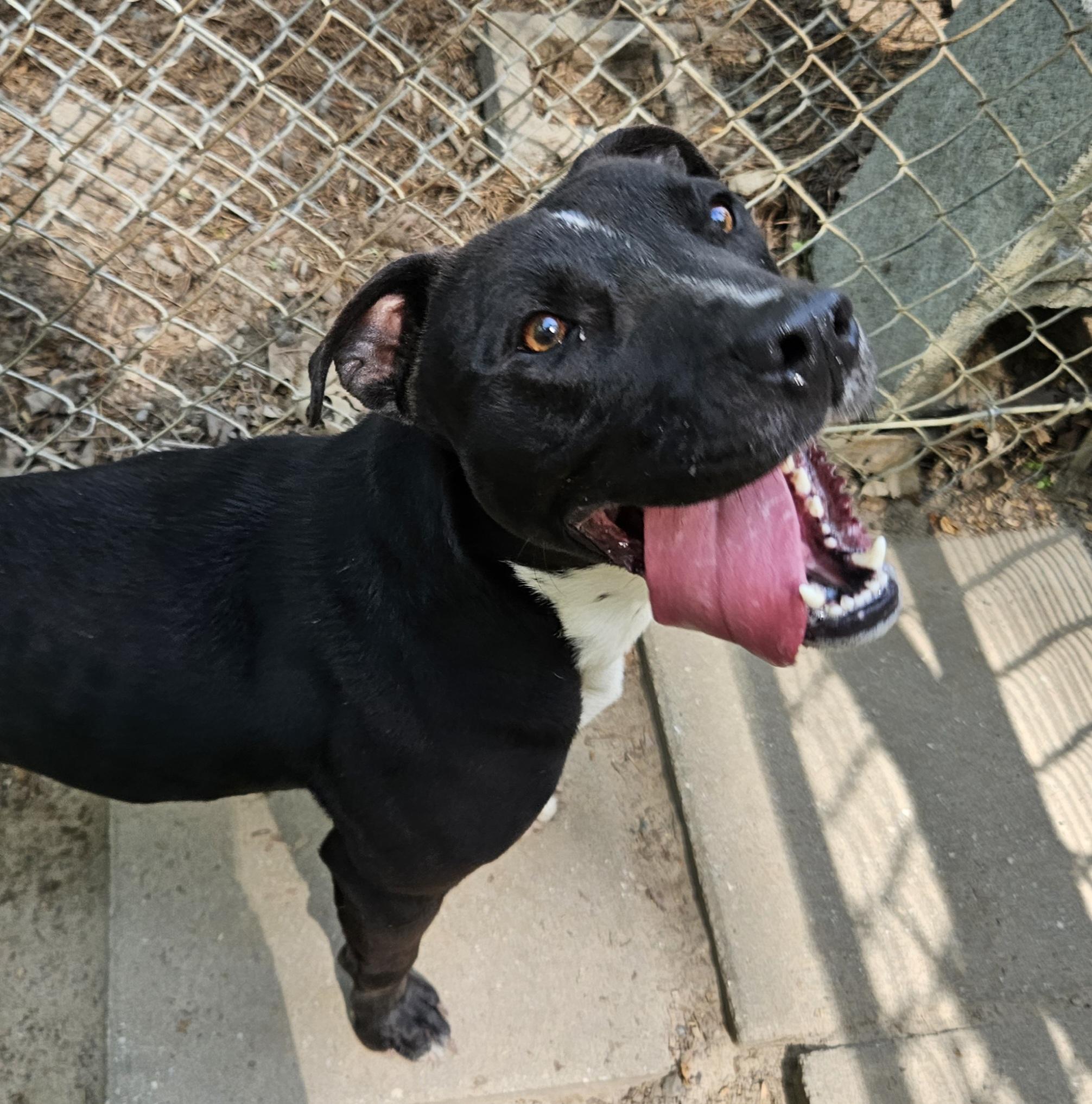 Maryanne, Adoptable, Adult Female Pit Bull Terrier & Mixed Breed.