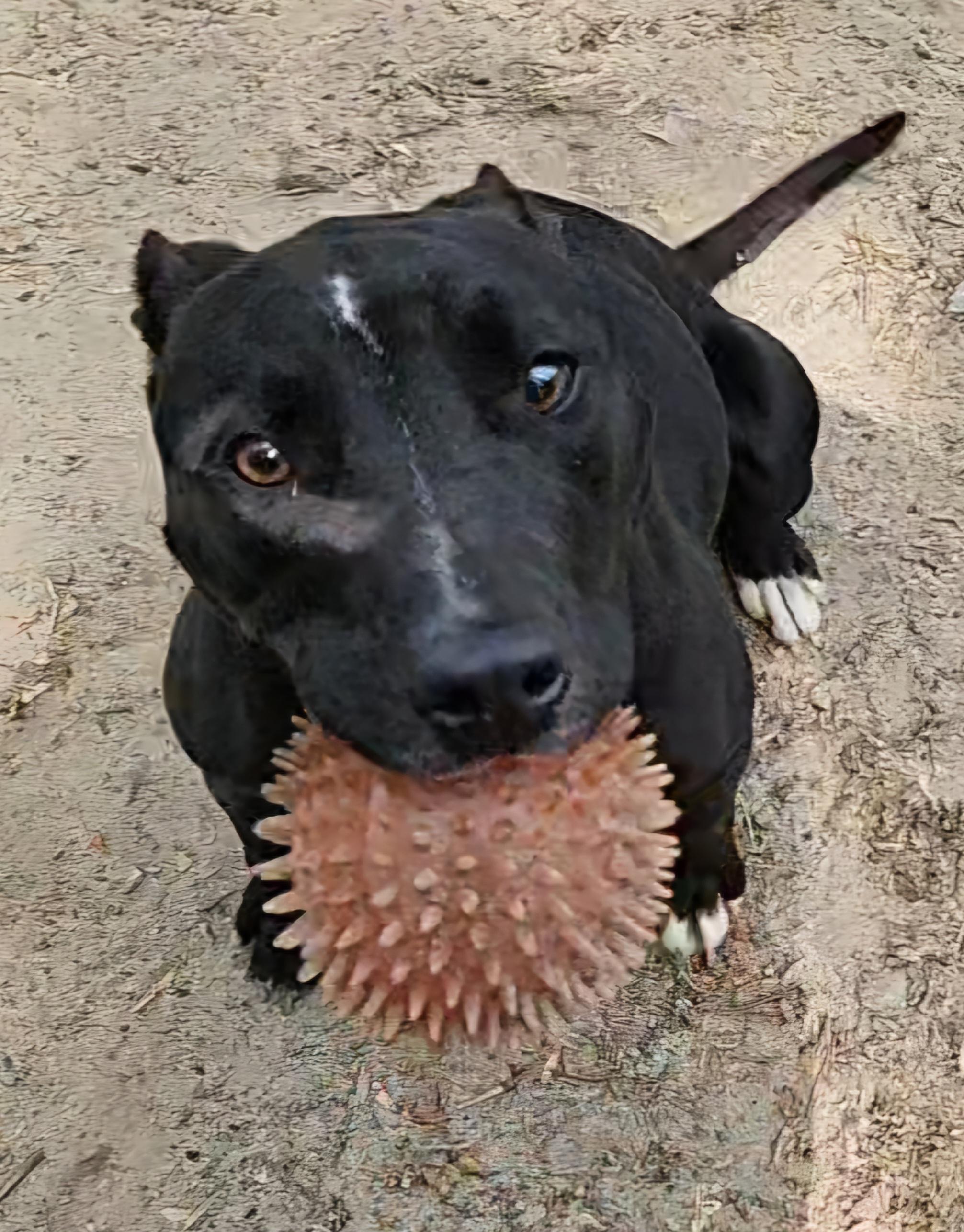 Maryanne, a Adoptable mixed breed in Heathsville, VA image 2/2