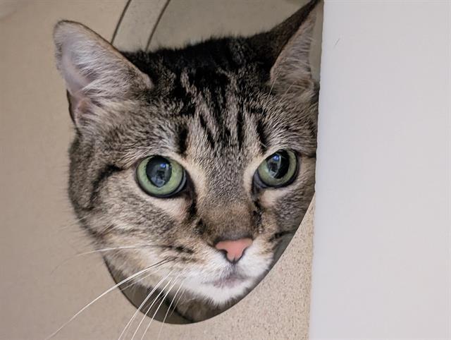 Enlarge CAT, a Adoptable Domestic Short Hair in Denver, CO image 1/1