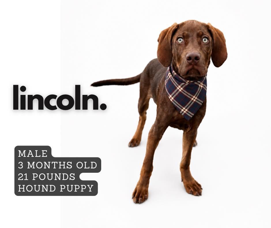 Lincoln, Adoptable, Puppy Male Hound.