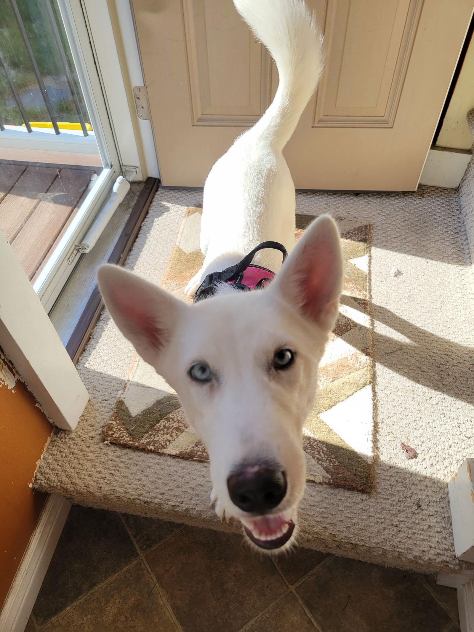 Enlarge Dai, a Adoptable mixed breed in Londonderry, NH image 1/3