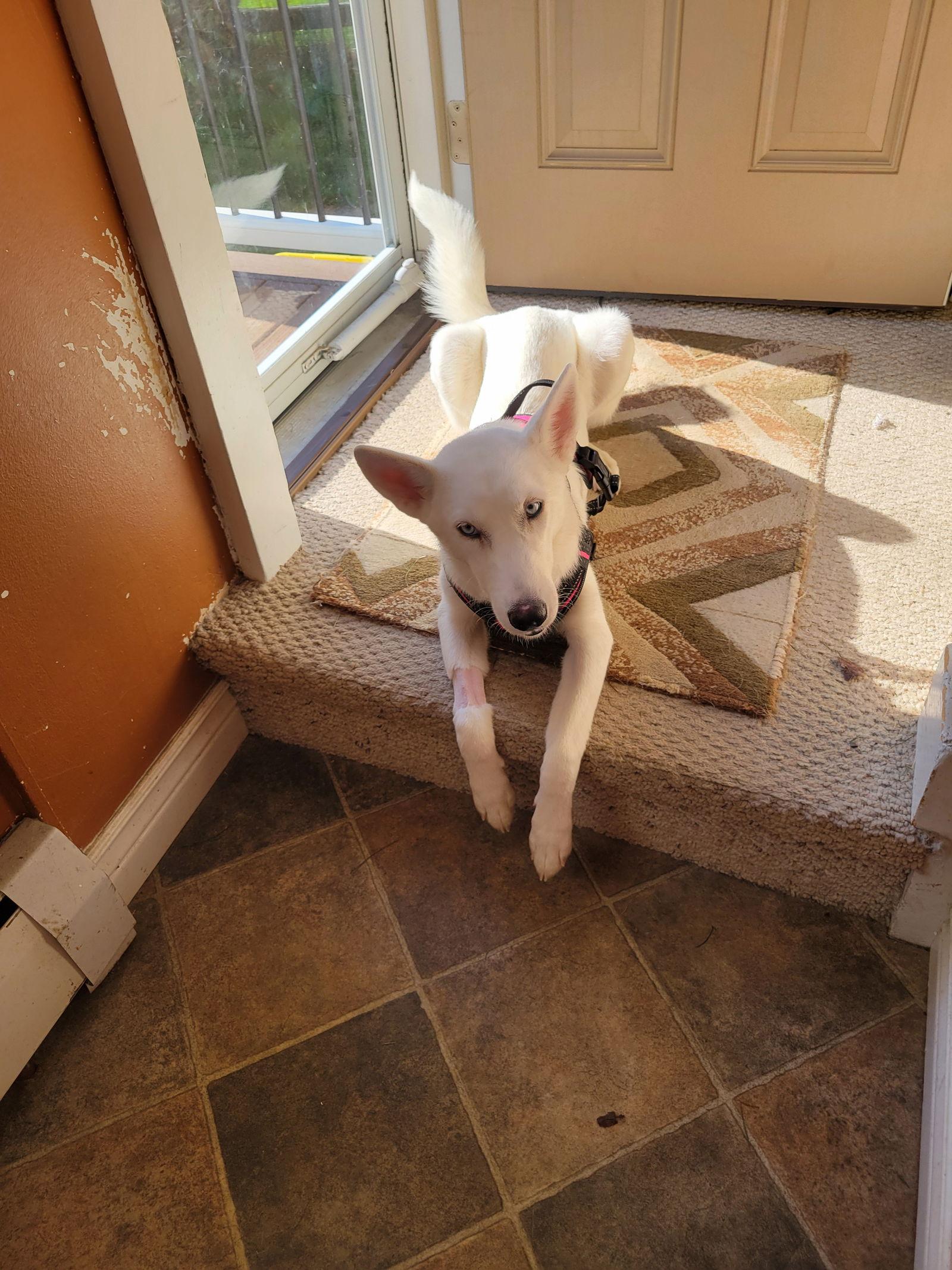 Dai, Adoptable, Young Female White German Shepherd & Siberian Husky.