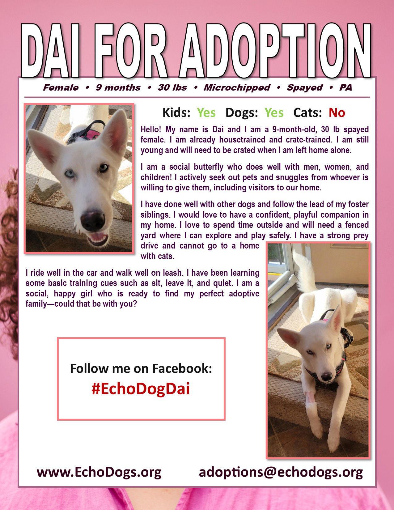 Enlarge Dai, a Adoptable mixed breed in Londonderry, NH image 3/3