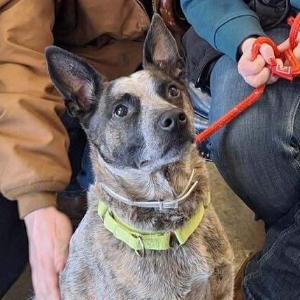 Enlarge Dinero, an adopted Australian Cattle Dog / Blue Heeler in Indiana, PA image 1/1