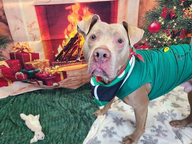 Enlarge STEVEN, a Adoptable American Staffordshire Terrier in Indianapolis, IN image 1/1