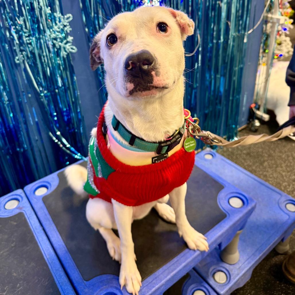 Pearl, Adoptable, Young Female Mixed Breed.