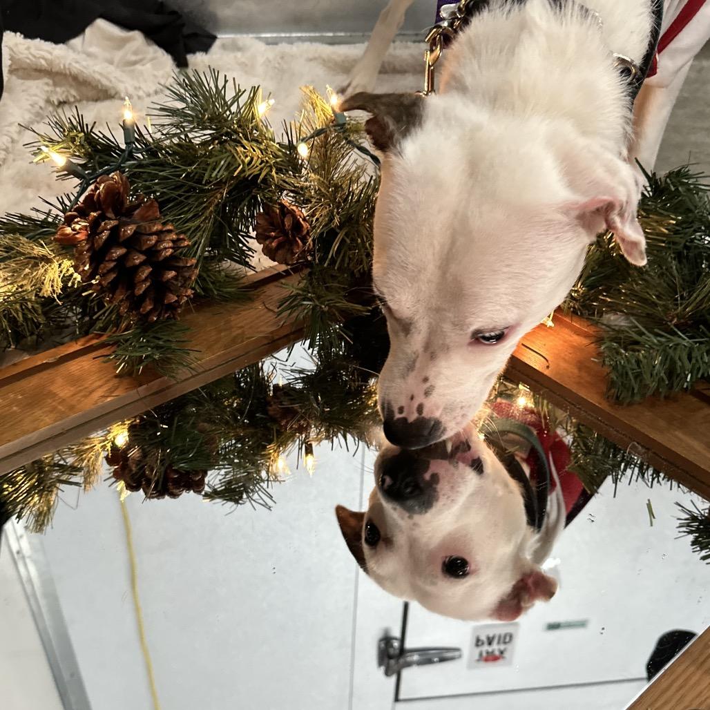 Enlarge Pearl, a Adoptable Mixed Breed in Bellingham, WA image 2/6