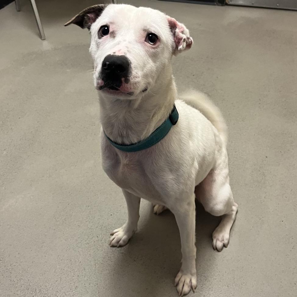 Enlarge Pearl, a Adoptable Mixed Breed in Bellingham, WA image 3/6