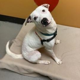 Enlarge Pearl, a Adoptable Mixed Breed in Bellingham, WA image 4/6