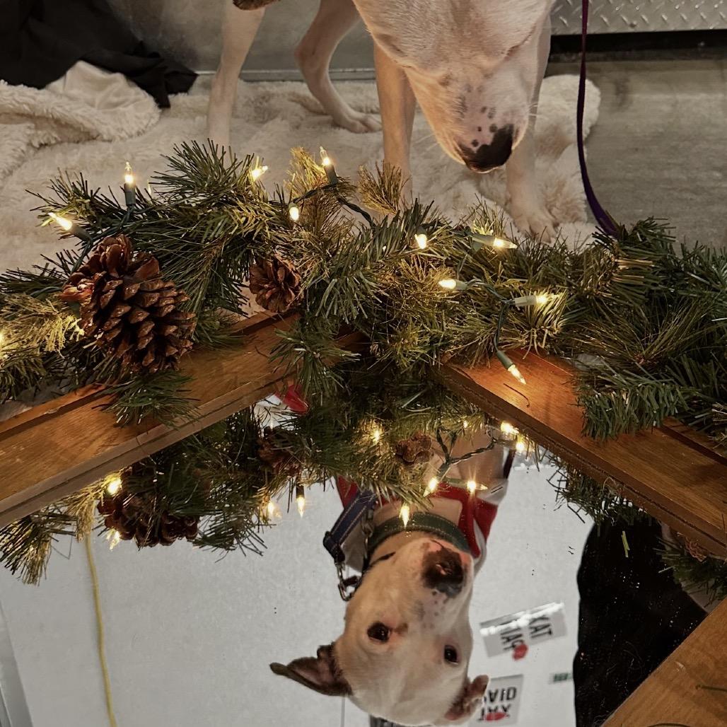 Enlarge Pearl, a Adoptable Mixed Breed in Bellingham, WA image 5/6