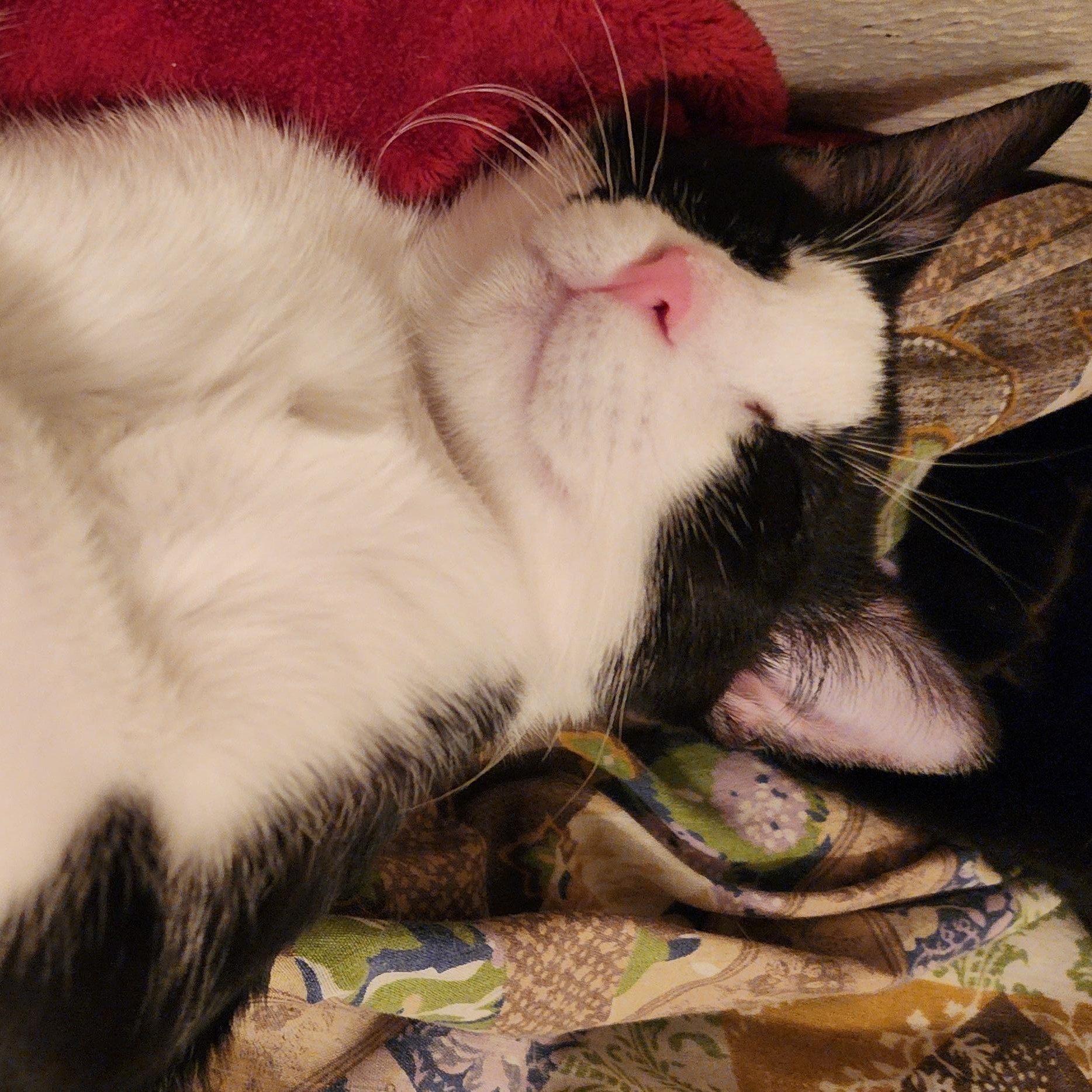 Enlarge Chloe - Bonded to her sister Jinx and they must be adopted together., a Adoptable mixed breed in Appleton, WI image 3/4
