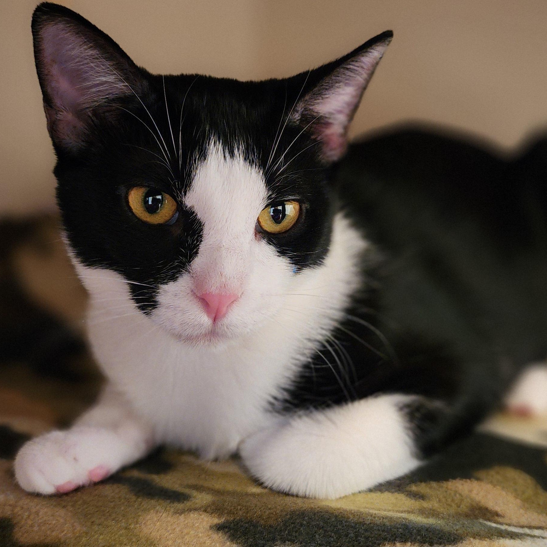 Enlarge Chloe - Bonded to her sister Jinx and they must be adopted together., a Adoptable mixed breed in Appleton, WI image 2/4