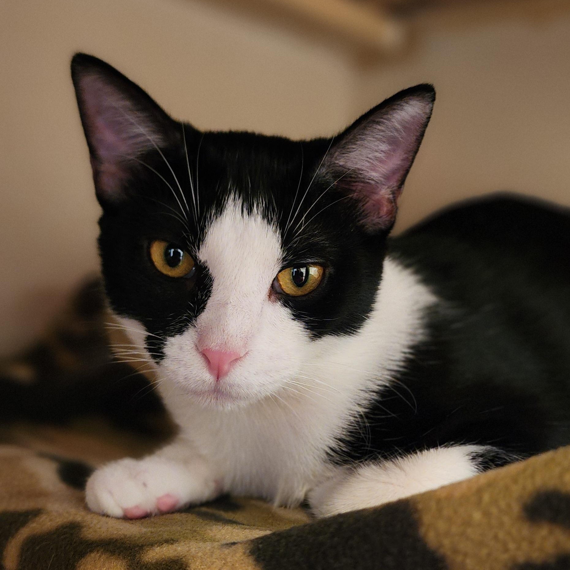 Enlarge Chloe - Bonded to her sister Jinx and they must be adopted together., a Adoptable mixed breed in Appleton, WI image 1/4