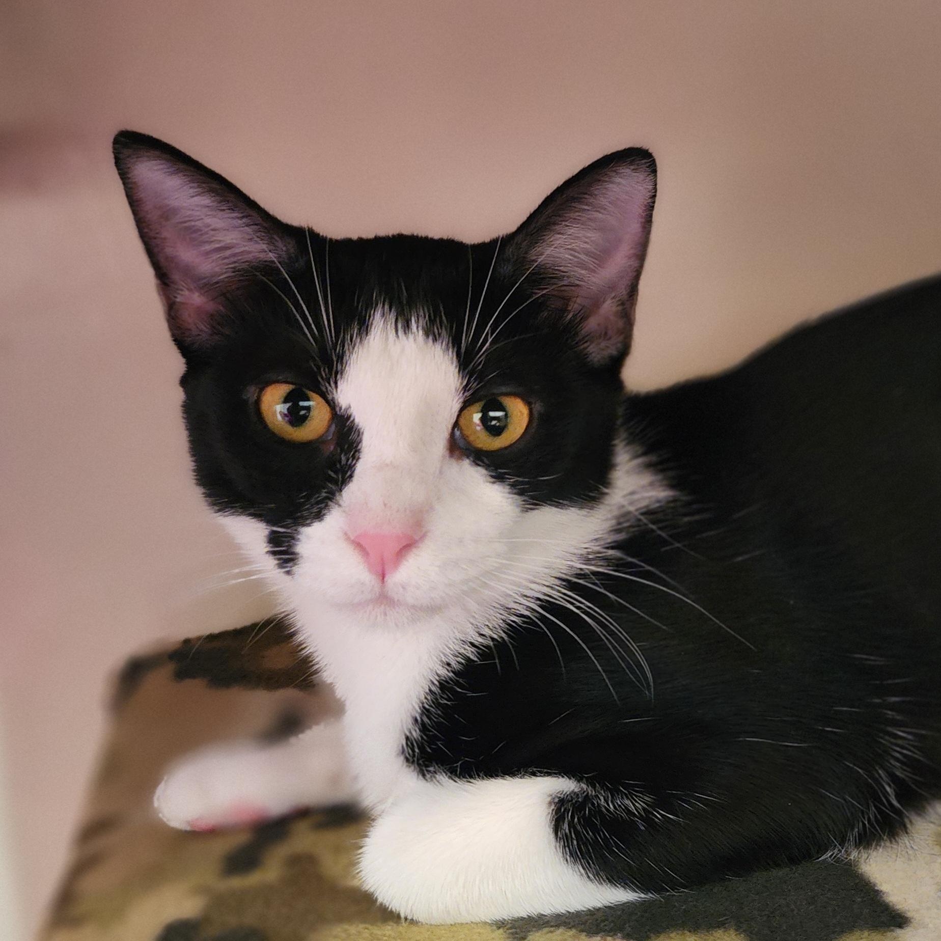 Enlarge Chloe - Bonded to her sister Jinx and they must be adopted together., a Adoptable mixed breed in Appleton, WI image 4/4