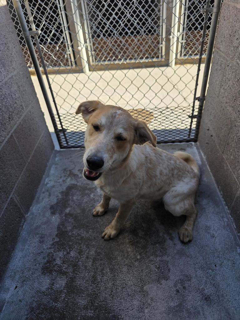 Starla, Adoptable, Young Female Cattle Dog & Mixed Breed.